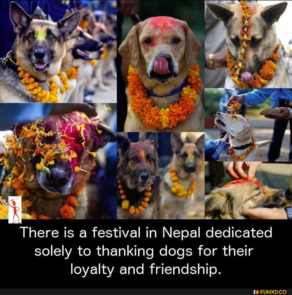 There is a festival in Nepal dedicated solely to thanking dogs for their  loyalty and friendship. - FunXD